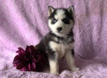 Puppies for sale , siberian husky - Uzbekistan, Fergana