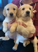 Puppies for sale golden retriever - Georgia, Rustavi