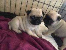 Puppies for sale pug - Cyprus, Paphos