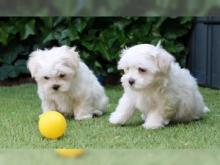 Puppies for sale maltese - Belarus, Gomel