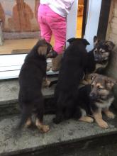 Puppies for sale german shepherd dog - Ukraine, Kharkiv