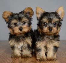 Puppies for sale yorkshire terrier - Ukraine, Kherson