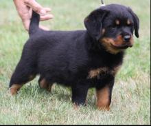 Puppies for sale rottweiler - Ireland, Cork