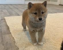 Puppies for sale , shiba inu - Tajikistan, Kulyab