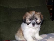 Puppies for sale lhasa apso - Uzbekistan, Namangan