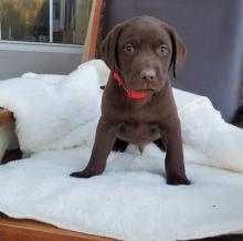 Puppies for sale labrador retriever - Ukraine, Kiev