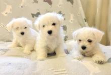 Puppies for sale bichon - Russia, Moscow