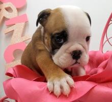 Puppies for sale english bulldog - Ukraine, Donetsk