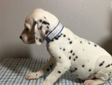 Puppies for sale dalmatian - Uzbekistan, Samarkand