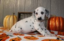 Puppies for sale dalmatian - Uzbekistan, Namangan