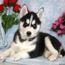 Puppies for sale haski - Ukraine, Kiev