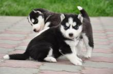 Puppies for sale haski - Uzbekistan, Fergana