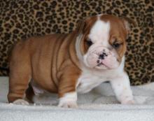 Puppies for sale english bulldog - Kyrgyzstan, Bishkek