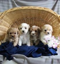 Puppies for sale , havapoo - Russia, Barrow