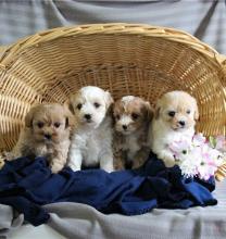 Puppies for sale , havapoo - Tajikistan, Kulyab