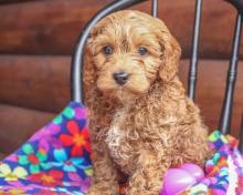 Puppies for sale ,  cockapoo - Russia, Samara