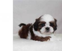 Puppies for sale shih tzu - Finland, Kuopio