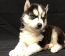 Puppies for sale , siberian husky - Uzbekistan, Namangan