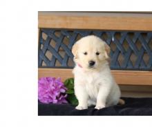 Puppies for sale golden retriever - France, Grenoble