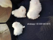 Puppies for sale pomeranian spitz - Greece, Athens