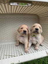 Puppies for sale golden retriever - Greece, Athens. Price 250 €