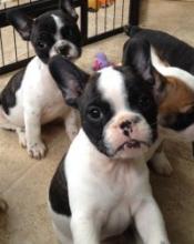 Puppies for sale french bulldog - USA, California, San Francisco. Price 1850 $