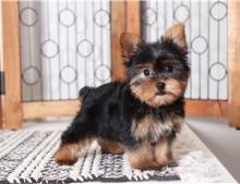 Puppies for sale yorkshire terrier - Ukraine, Kherson