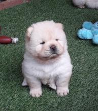 Puppies for sale chow chow - Greece, Patra. Price 250 €