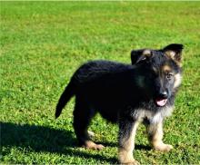 Puppies for sale german shepherd dog - Ireland, Cork