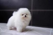 Puppies for sale pomeranian spitz - Finland, Tampere. Price 250 €