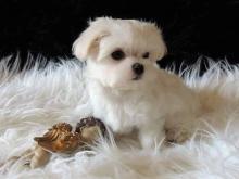 Puppies for sale maltese - Denmark, Kopenagen