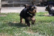 Puppies for sale yorkshire terrier - Hungary, Debrecen