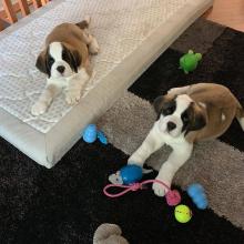Puppies for sale other breed - Hungary, Budapest