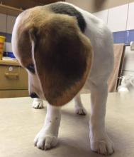 Puppies for sale beagle - Hungary, Debrecen