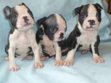 Puppies for sale boston terrier - Bulgaria, Pleven
