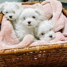 Puppies for sale maltese - Romania, Golden. Price 280 €