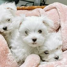 Puppies for sale maltese - Spain, Cadiz. Price 280 €