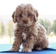 Puppies for sale , cockapoo - Kazakhstan, Pavlodar