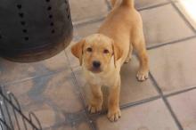Puppies for sale labrador - Germany, Nuremberg