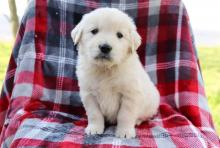Puppies for sale golden retriever - Denmark, Kopenagen