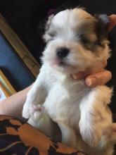 Puppies for sale other breed - Germany, Nuremberg