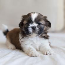 Puppies for sale shih tzu - Austria, Vienna. Price 32 €