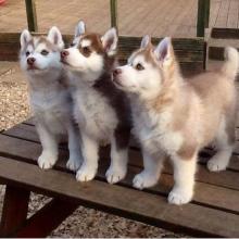 Puppies for sale , husky - Denmark, Kopenagen. Price 300 $