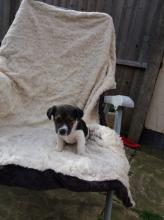 Puppies for sale jack russell terrier - Lithuania, Kayschyadoris