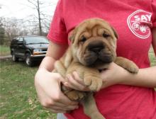 Puppies for sale chinese shar pei - Sweden, Goteborg