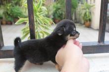 Puppies for sale chihuahua - Ireland, Cork