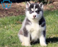 Puppies for sale , pomsky  - Czech Republic, Banska Bystrica