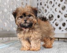 Puppies for sale , shihpom - Uzbekistan, Fergana