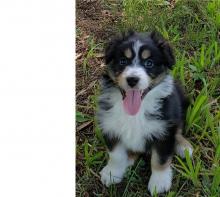 Puppies for sale australian shepherd - Ireland, Dublin