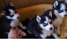 Puppies for sale haski - USA, Florida